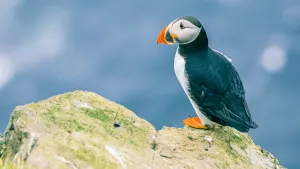 Whale & Wildlife Cruise